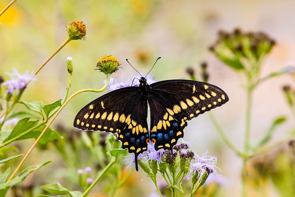 Black swallowtail butterfly feeding
